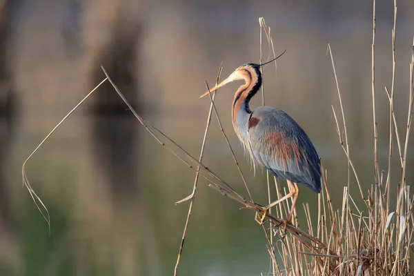 Violetti Heron Ardea Purpurea Luontaisessa Elinympäristössä Saksa — kuvapankkivalokuva