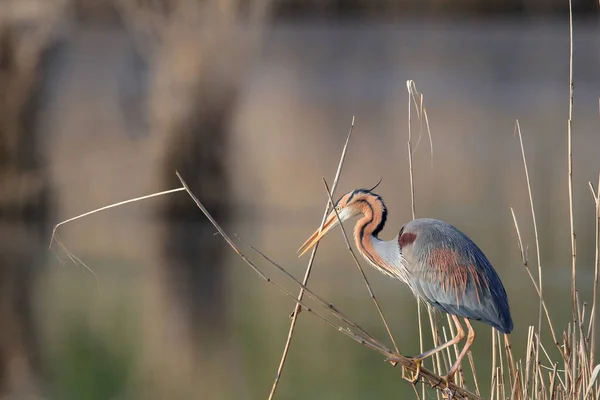 ドイツの自然生息地にある紫色のヘロン Ardea Purpurpurea — ストック写真