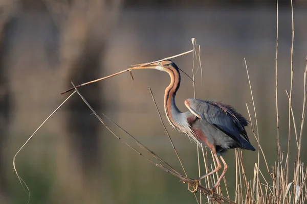 ドイツの自然生息地にある紫色のヘロン Ardea Purpurpurea — ストック写真