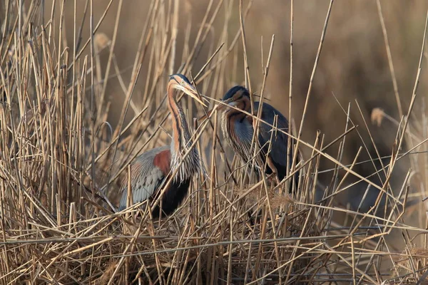 Purpurreiher Ardea Purpurea Natürlichen Lebensraum Deutschland — Stockfoto