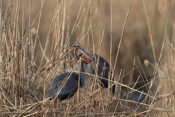 Purple Heron Ardea Purpurea Natuurlijke Habitat Duitsland — Stockfoto