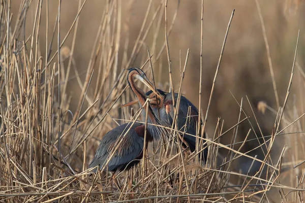 Пурпурний Герон Ardea Purpurea Природному Середовищі Проживання Німеччина — стокове фото