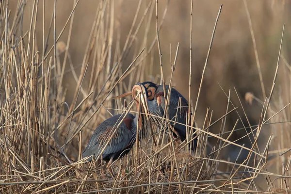 Purple Heron Ardea Purpurea Natuurlijke Habitat Duitsland — Stockfoto