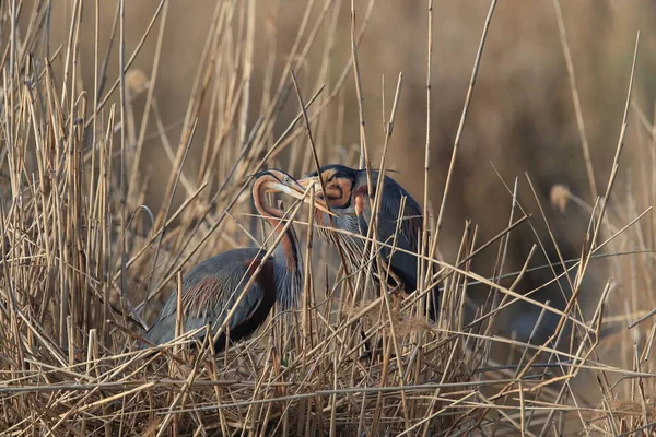 ドイツの自然生息地にある紫色のヘロン Ardea Purpurpurea — ストック写真