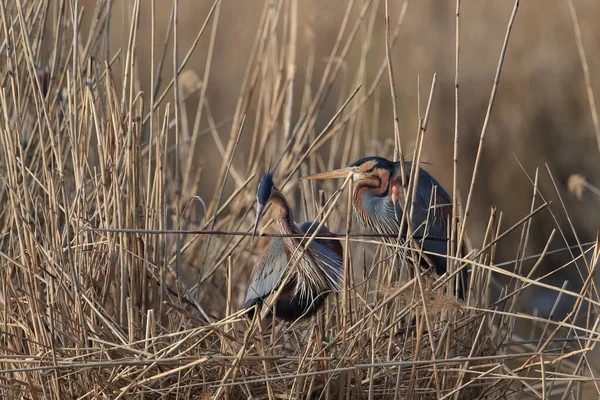 Purple Heron Ardea Purpurea Natuurlijke Habitat Duitsland — Stockfoto