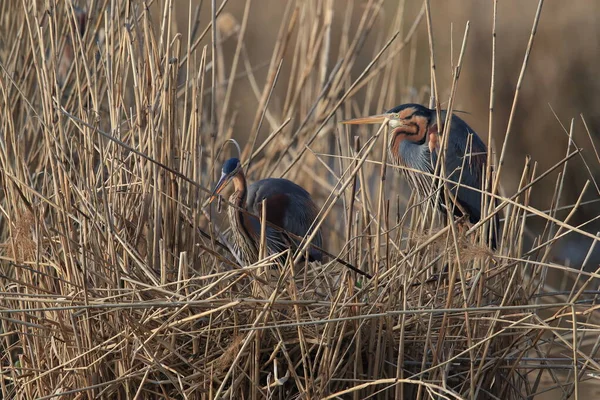 Purple Heron Ardea Purpurea Natuurlijke Habitat Duitsland — Stockfoto