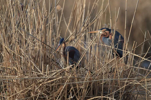 Purple Heron Ardea Purpurea Natuurlijke Habitat Duitsland — Stockfoto