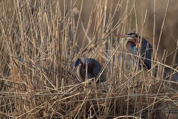 Purple Heron Ardea Purpurea Natuurlijke Habitat Duitsland — Stockfoto