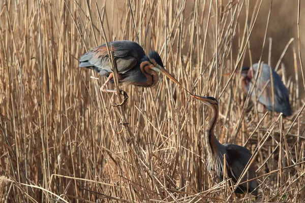 Purple Heron Ardea Purpurea Natuurlijke Habitat Duitsland — Stockfoto