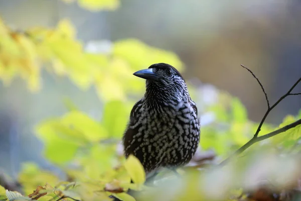 Quebra Nozes Manchado Quebra Nozes Eurasiático Habitat Natural Floresta Negra — Fotografia de Stock