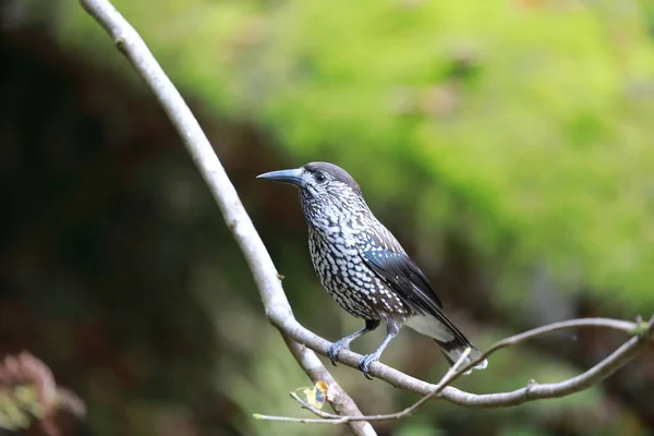 Cascanueces Manchados Cascanueces Euroasiáticos Hábitat Natural Selva Negra Alemania — Foto de Stock