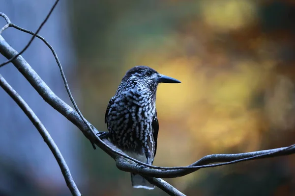 Gespot Notenkraker Euraziatische Notenkraker Natuurlijke Habitat Zwarte Woud Duitsland — Stockfoto