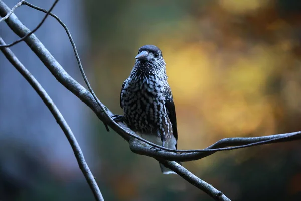 Quebra Nozes Manchado Quebra Nozes Eurasiático Habitat Natural Floresta Negra — Fotografia de Stock