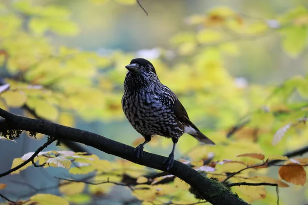 Quebra Nozes Manchado Quebra Nozes Eurasiático Habitat Natural Floresta Negra — Fotografia de Stock