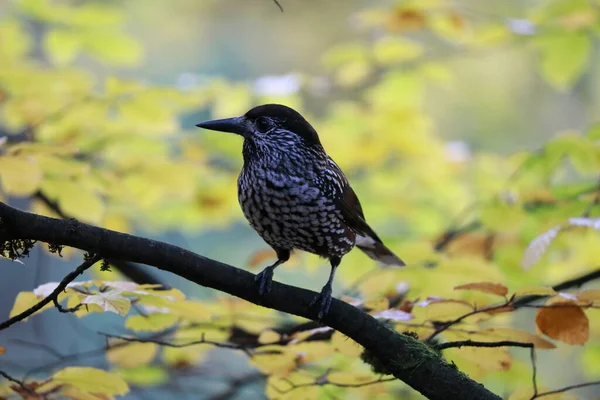 Spotted Nutcracker Eurasian Nutcracker Natural Habitat Black Forest Germany — Stock Photo, Image