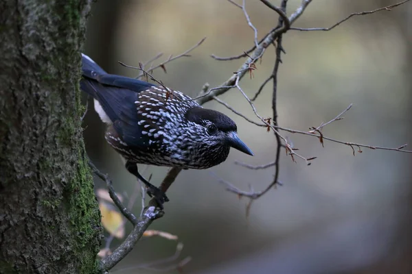 Quebra Nozes Manchado Quebra Nozes Eurasiático Habitat Natural Floresta Negra — Fotografia de Stock