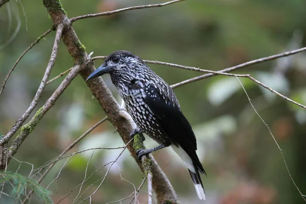 Gefleckter Nussknacker Eurasischer Nussknacker Natürlichen Lebensraum Schwarzwald Deutschland — Stockfoto