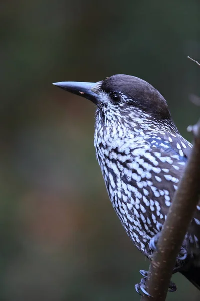 Gefleckter Nussknacker Eurasischer Nussknacker Natürlichen Lebensraum Schwarzwald Deutschland — Stockfoto