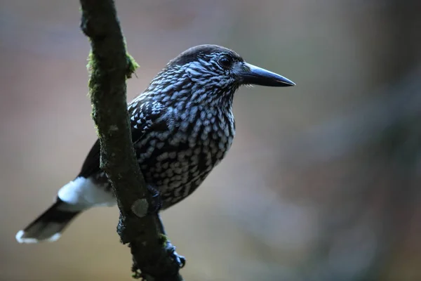 Cascanueces Manchados Cascanueces Euroasiáticos Hábitat Natural Selva Negra Alemania — Foto de Stock