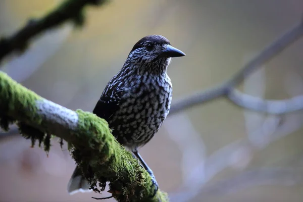 Gefleckter Nussknacker Eurasischer Nussknacker Natürlichen Lebensraum Schwarzwald Deutschland — Stockfoto