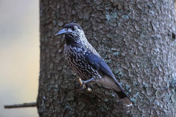 Gefleckter Nussknacker Eurasischer Nussknacker Natürlichen Lebensraum Schwarzwald Deutschland — Stockfoto