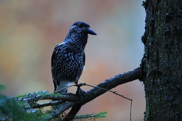 Quebra Nozes Manchado Quebra Nozes Eurasiático Habitat Natural Floresta Negra — Fotografia de Stock