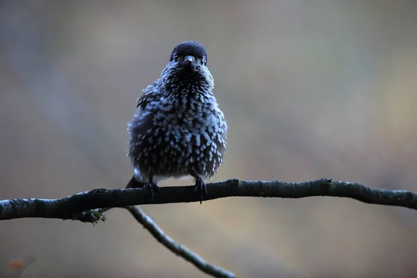 Spotted Nutcracker Eurasian Nutcracker Natural Habitat Black Forest Germany — Stock Photo, Image