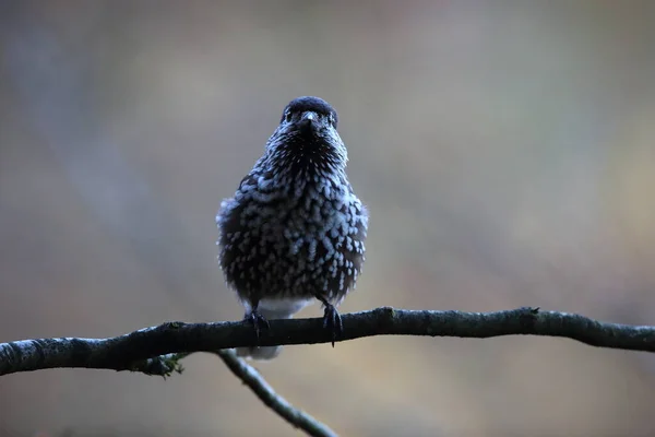 Gespot Notenkraker Euraziatische Notenkraker Natuurlijke Habitat Zwarte Woud Duitsland — Stockfoto