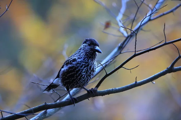 Spotted Nutcracker Eurasian Nutcracker Den Naturliga Livsmiljön Schwarzwald Tyskland — Stockfoto