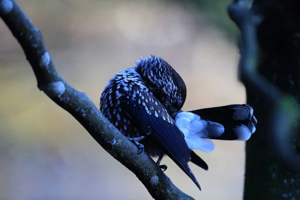 Quebra Nozes Manchado Quebra Nozes Eurasiático Habitat Natural Floresta Negra — Fotografia de Stock