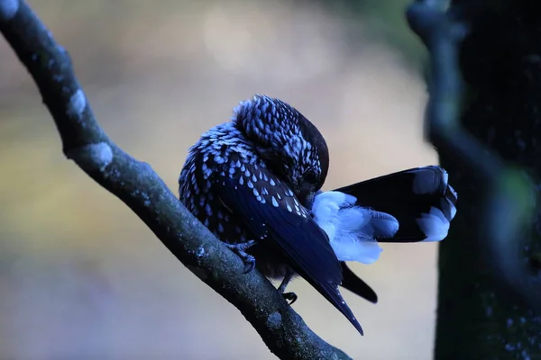 Spotted Nutcracker Eurasian Nutcracker Natural Habitat Black Forest Germany — Stock Photo, Image