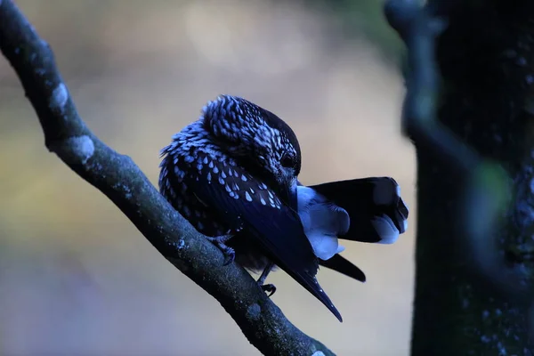 Spotted Nutcracker Eurasian Nutcracker Den Naturliga Livsmiljön Schwarzwald Tyskland — Stockfoto