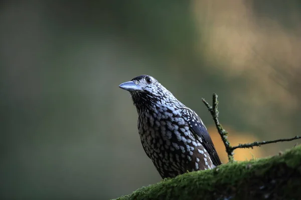 Gefleckter Nussknacker Eurasischer Nussknacker Natürlichen Lebensraum Schwarzwald Deutschland — Stockfoto