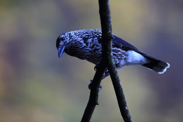 Quebra Nozes Manchado Quebra Nozes Eurasiático Habitat Natural Floresta Negra — Fotografia de Stock