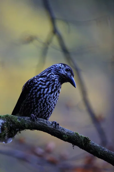 Gespot Notenkraker Euraziatische Notenkraker Natuurlijke Habitat Zwarte Woud Duitsland — Stockfoto