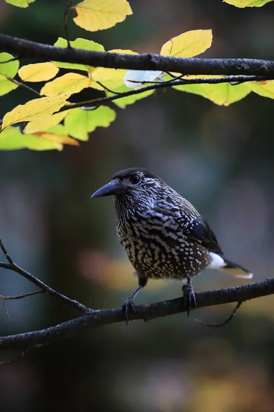 Gefleckter Nussknacker Eurasischer Nussknacker Natürlichen Lebensraum Schwarzwald Deutschland — Stockfoto