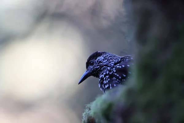 Spotted Nutcracker Eurasian Nutcracker Habitat Alami Hutan Hitam Jerman — Stok Foto