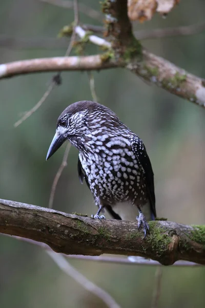 Gefleckter Nussknacker Eurasischer Nussknacker Natürlichen Lebensraum Schwarzwald Deutschland — Stockfoto