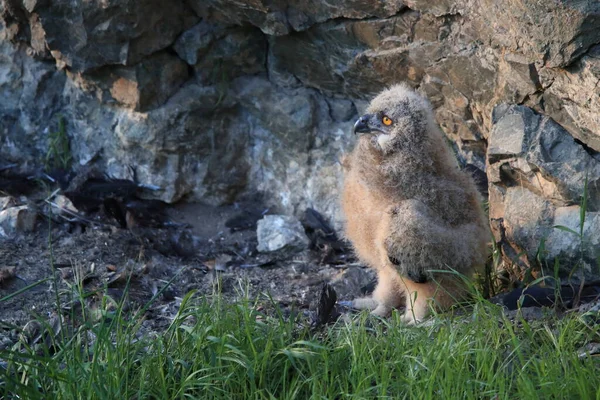 Gufo Reale Sassonia Germania — Foto Stock