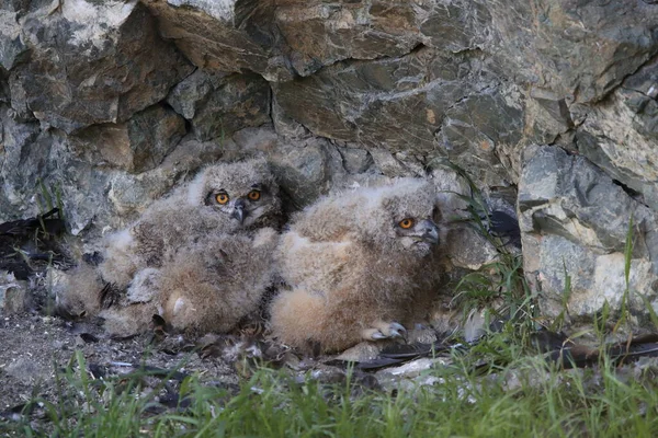 Gufo Reale Sassonia Germania — Foto Stock