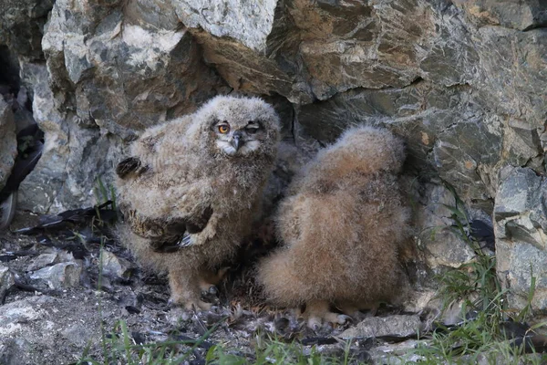 Jonge Adelaar Uil Saksen Duitsland — Stockfoto