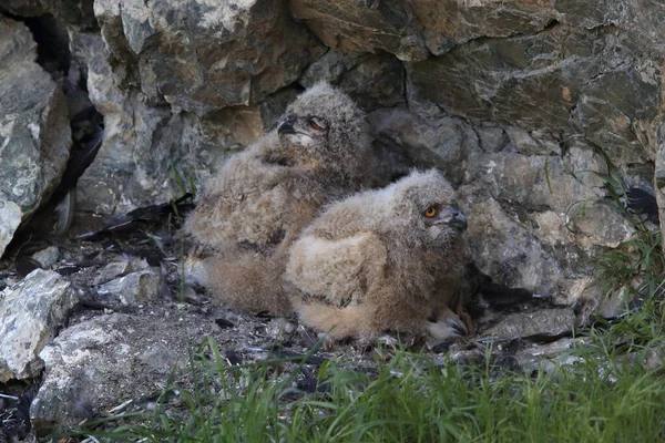 Gufo Reale Sassonia Germania — Foto Stock