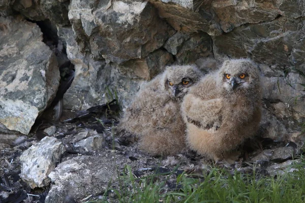 Gufo Reale Sassonia Germania — Foto Stock