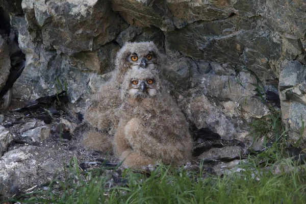 Jeune Hibou Aigle Saxe Allemagne — Photo