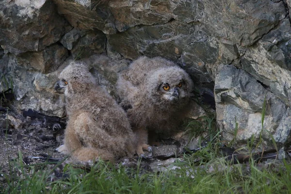 Gufo Reale Sassonia Germania — Foto Stock