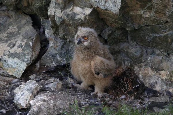 Gufo Reale Sassonia Germania — Foto Stock