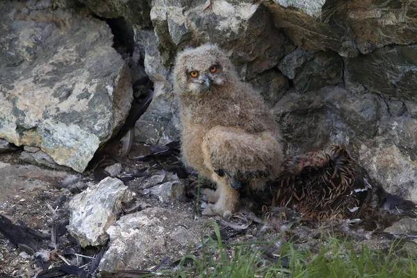 Jonge Adelaar Uil Saksen Duitsland — Stockfoto