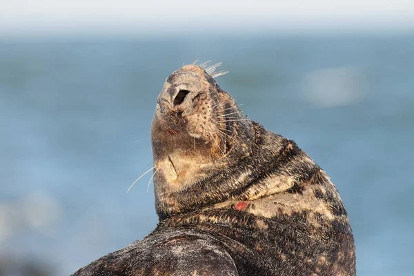 Szara Pieczęć Halichoerus Grypus Bull Helgoland Niemcy — Zdjęcie stockowe