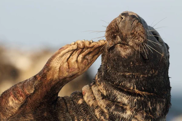 Kegelrobbe Halichoerus Grypus Bulle Helgoland Deutschland — Stockfoto