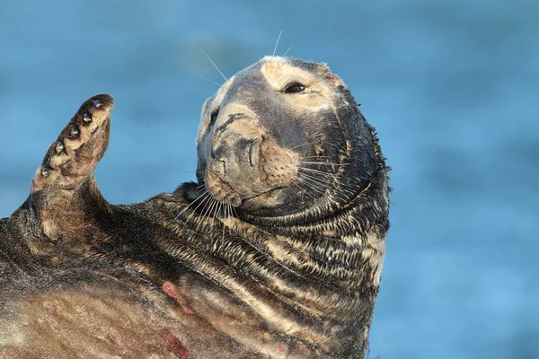 Selo Cinzento Halichoerus Grypus Bull Helgoland Alemanha — Fotografia de Stock